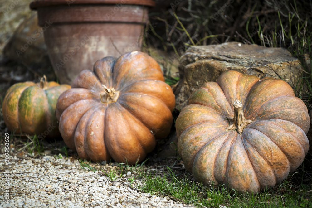Courges de différentes variétés et couleurs Stock Photo | Adobe Stock