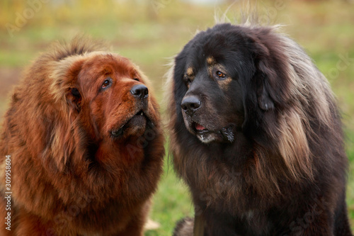 Two dogs breed Tibetan Mastiff