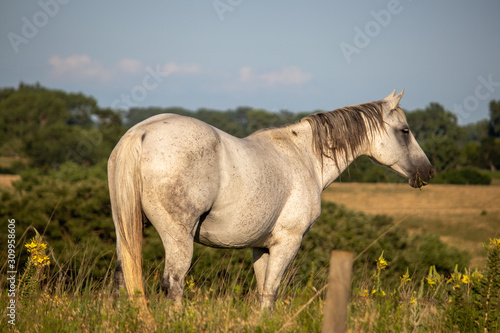 White Horse in the pasture 