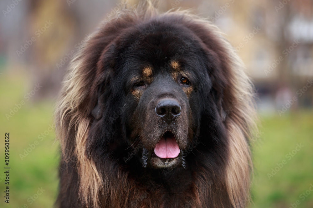 Fototapeta premium Dog breed Tibetan mastiff