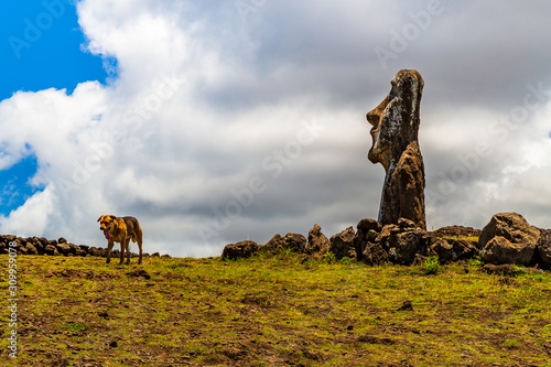 Moai statues in the Rano Raraku Volcano in Easter Island, Rapa Nui National Park, Chile photo