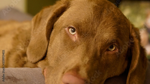 Canvas Print Chesapeake Bay Retriever