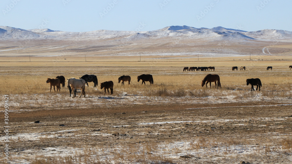 Mongolian wide field on the winter,