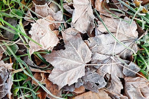 Autumn leafs on frozen grass. First frost - abstract natural background.