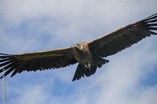 Junger Kondor im Flug