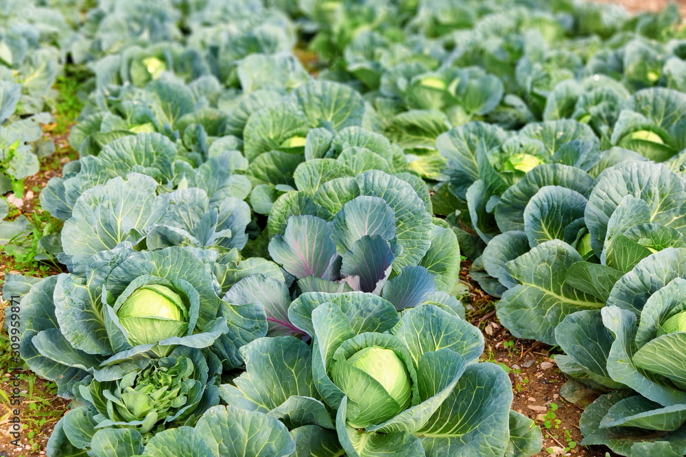 Fresh juicy cabbage is grown in the field. Concepts- organic products, farming, vegetable growing. Selective focus. Fresh juicy cabbage is grown in the field. Concepts- organic products, farming, vegetable growing. Selective focus.