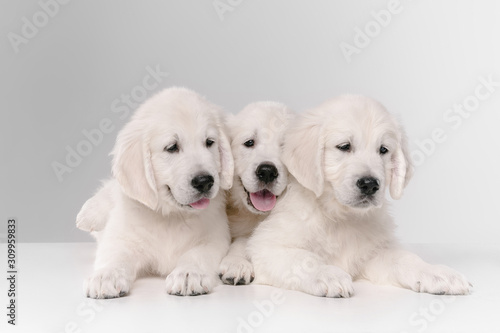 English cream golden retrievers posing. Cute playful doggies or purebred pets looks playful and cute isolated on white background. Concept of motion, action, movement, dogs and pets love. Copyspace.