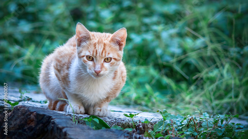 Cute ginger red striped cat sits in the summer garden © guruXOX