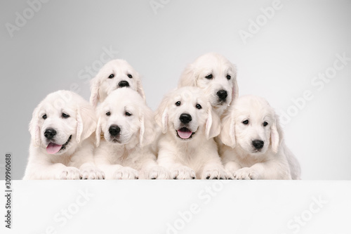 Fototapeta Naklejka Na Ścianę i Meble -  Big family. English cream golden retrievers posing. Cute playful doggies or purebred pets looks cute isolated on white background. Concept of motion, action, movement, dogs and pets love. Copyspace.