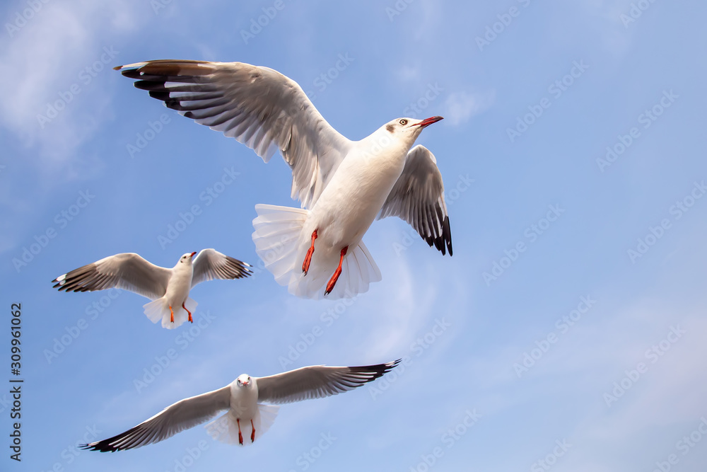 Obraz premium The herd of gulls is flying in the blue sky. Seagull migrated to the Gulf of Thailand during the winter at Bangpoo municipality, Samut Prakan province , Thailand.