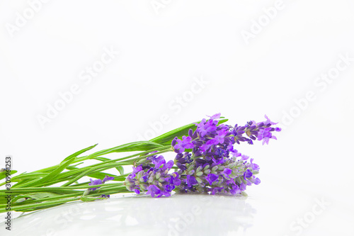 beautiful bouquet of blue lavender on  white background