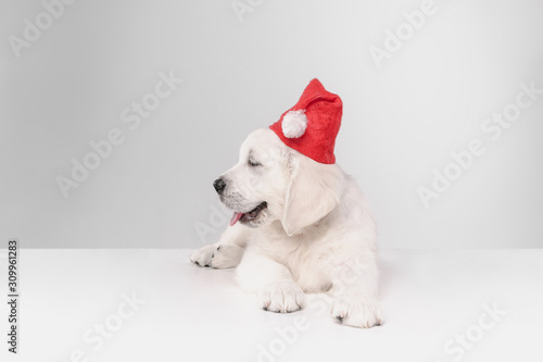 Happy New Year. English cream golden retriever. Cute playful doggy or pet looks cute on white background. Concept of motion, action, movement, dogs and pets love. Wearing Santa's clothes for 2020.