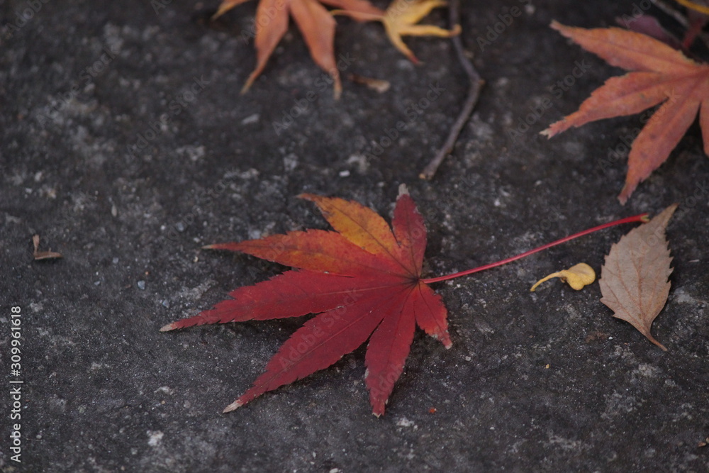 Obraz premium 2017autumn