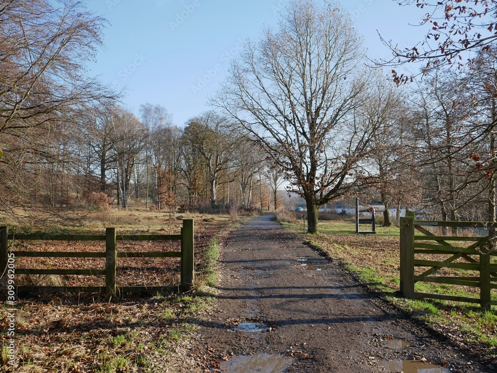 Fototapeta premium Dirt road through woodland 