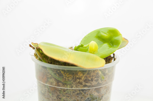 Beautiful rare orchid in pot on White background photo