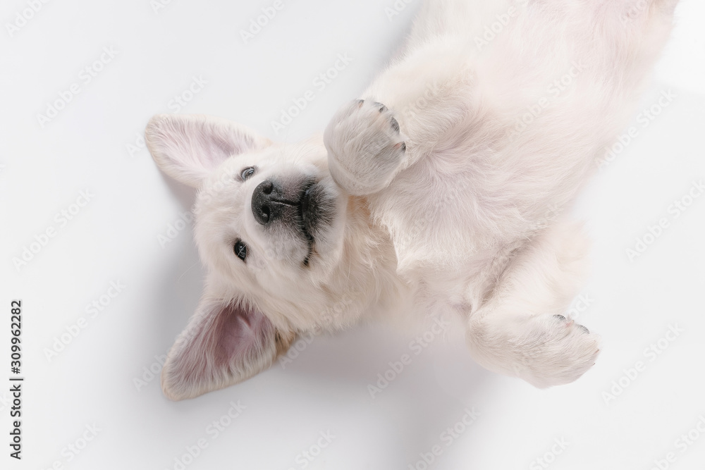 Child. Top view of english cream golden retriever playing. Cute playful doggy or purebred pet looks cute isolated on white background. Concept of motion, action, movement, dogs and pets love - obrazy, fototapety, plakaty 