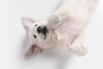Child. Top view of english cream golden retriever playing. Cute playful doggy or purebred pet looks cute isolated on white background. Concept of motion, action, movement, dogs and pets love