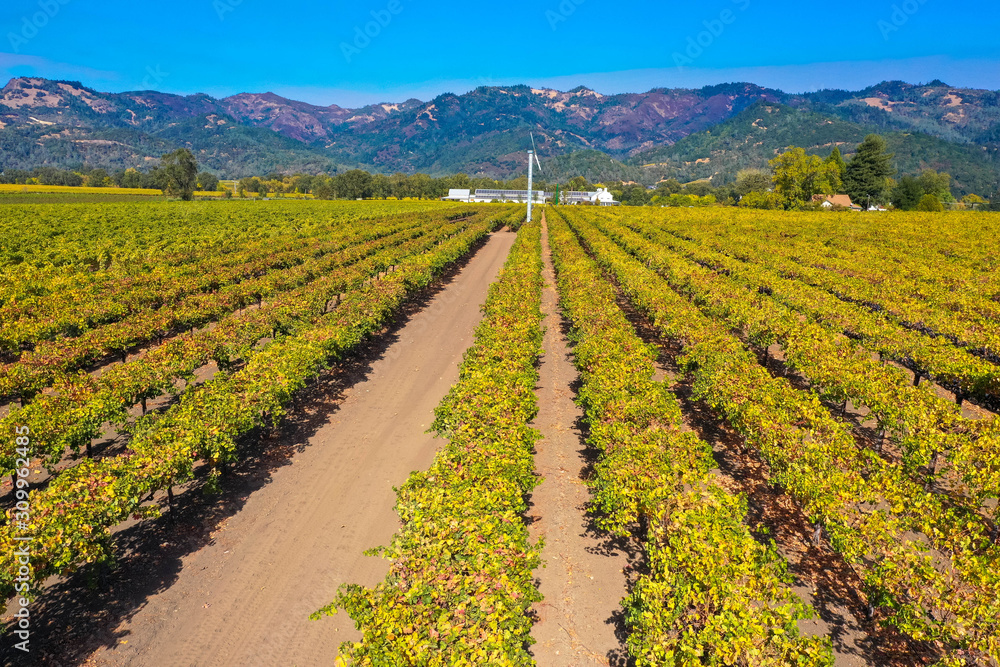 Luftbild: Weinreben mit Gebirge, Napa Valley, Californien