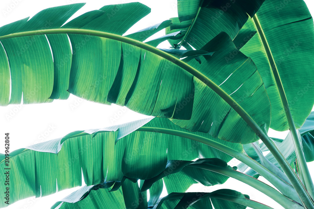 Tropical green leaves pattern on white background, lush foliage of banana palm leaves the tropic plant. - obrazy, fototapety, plakaty 