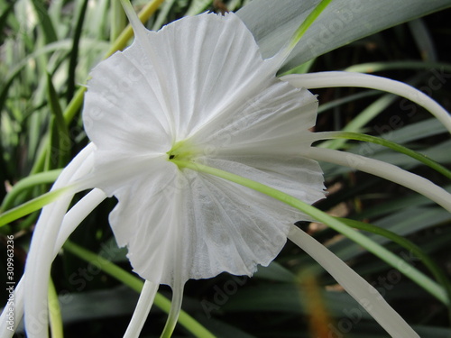  Close up view night of white beach Hymenocallis speciosa flowers green tinge spiderlily spider lily arbetura  Crinum asiaticum, Crinum Lily, Cape Lily, Poison Bulb, Spider Lily or bunga bakungan baku photo