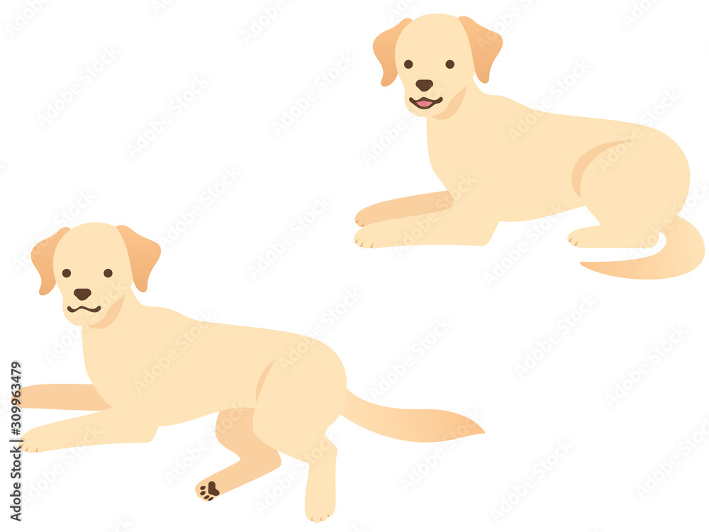ラブラドール レトリーバーのイラスト 伏せ 足を投げ出す Stock ベクター Adobe Stock
