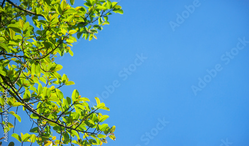 Trees branches frame beautiful green leaves against clear blue sky background.