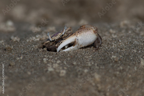 Fiddler crab emerges from his hole on the beach