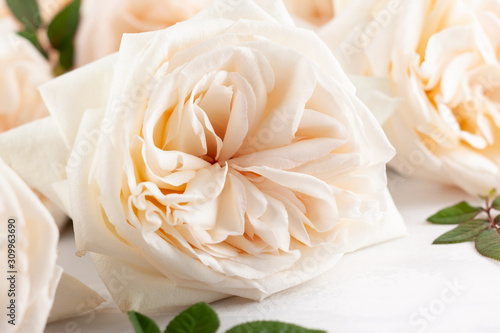 Beautiful white roses flowers .