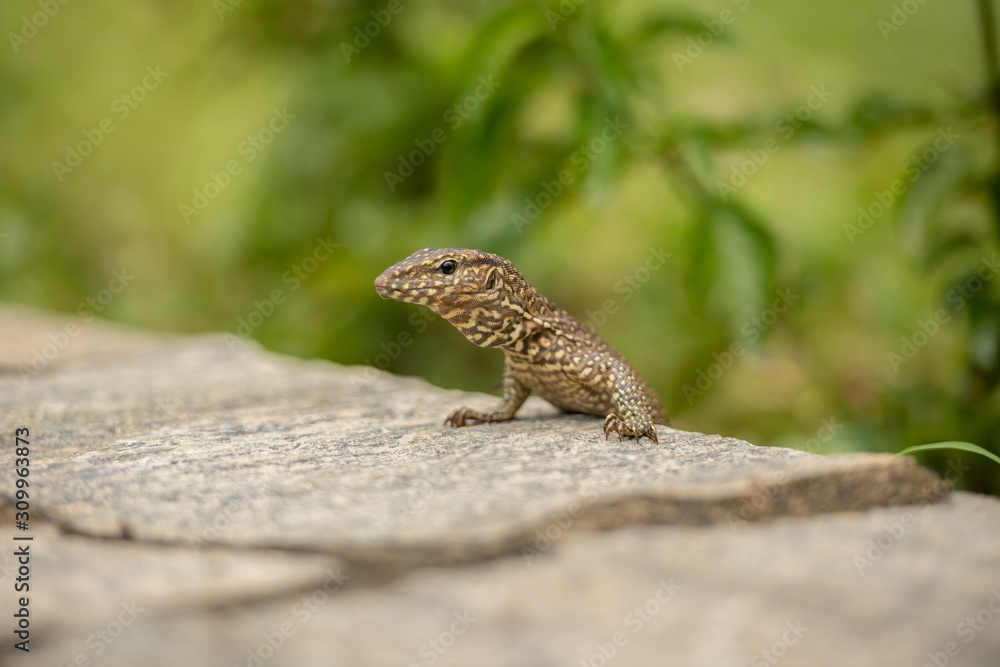 Small iguana looks out from the rock in tea field in Sri Lanka. Small iguana looks out from the rock in tea field in Sri Lanka.