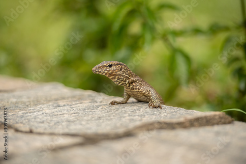 Small iguana looks out from the rock in tea field in Sri Lanka.