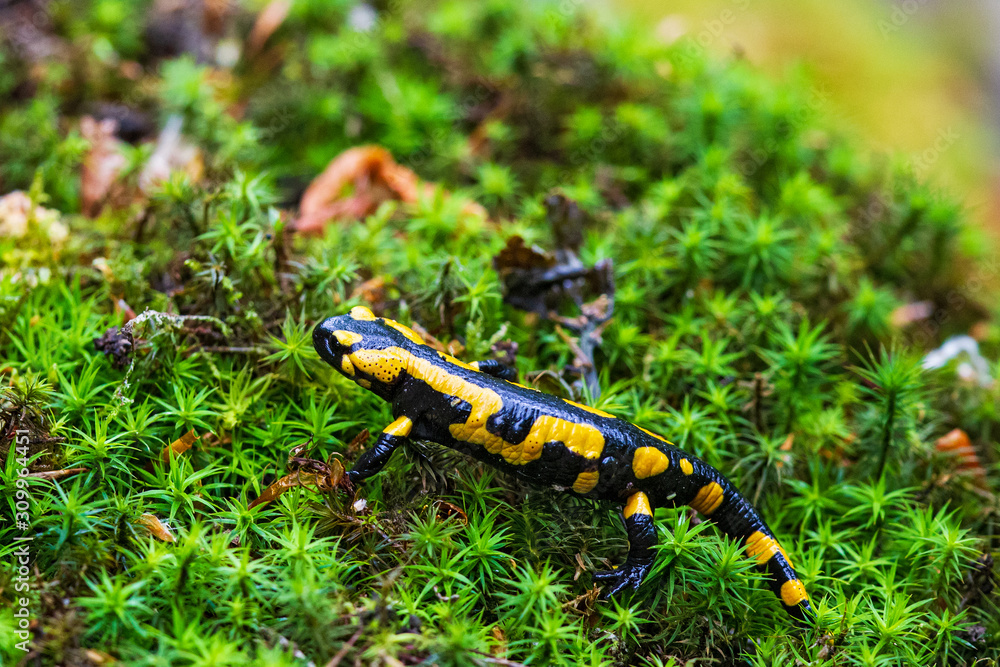 Fire Salamander (Salamandra salamandra) crawling in wet moss, Bavaria, Germany Fire Salamander (Salamandra salamandra) crawling in wet moss, Bavaria, Germany