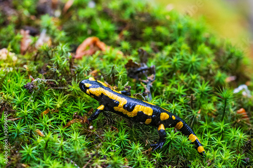 Fire Salamander (Salamandra salamandra) crawling in wet moss, Bavaria, Germany © Martin Grimm