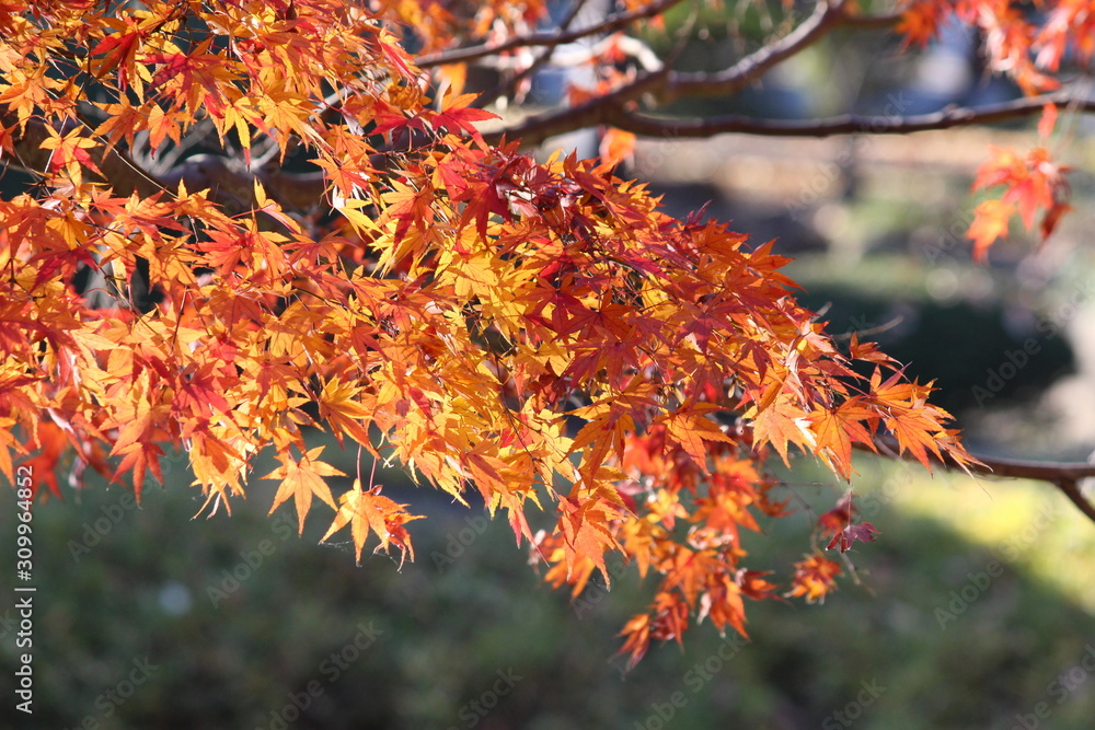 2017autumn 2017autumn