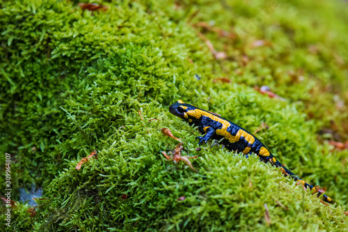 Fire Salamander (Salamandra salamandra) crawling in wet moss, Bavaria, Germany