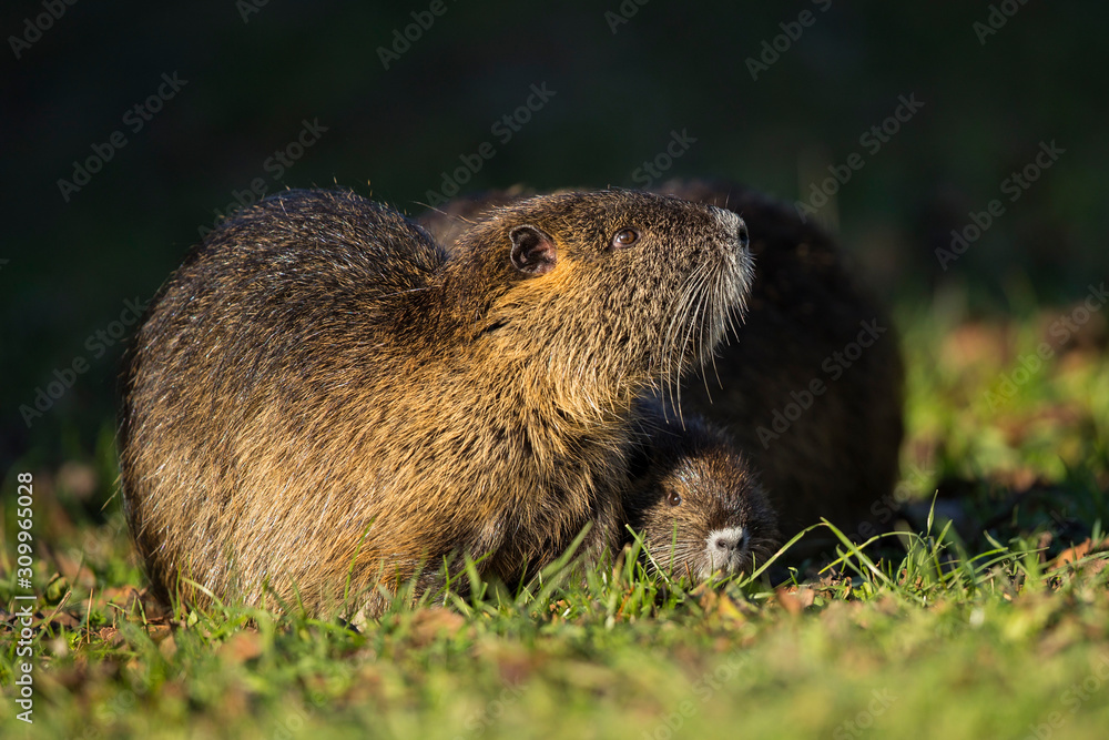Nutria (Myocastor coypus) adult with young, Baden-Wuerttemberg, Germany