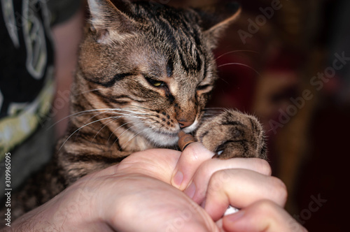 soft focus of veterinarian hands giving grug with syringe cute tabby cat at home