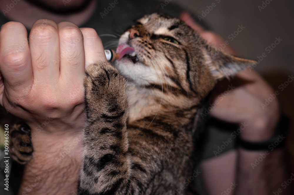 Naklejka premium cropped view of man giving grug with syringe brown tabby cat at home