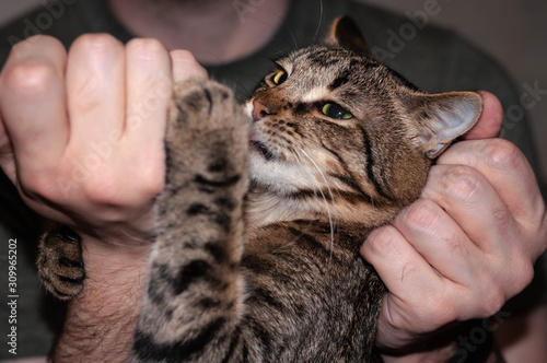 soft focus of veterinarian hands giving grug with syringe cute brown tabby cat at home