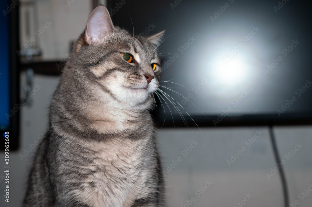 soft focus of grey stripped cat with beautiful orange eyes and whiskers looking away in front of empty computer monitor blank screen and wall