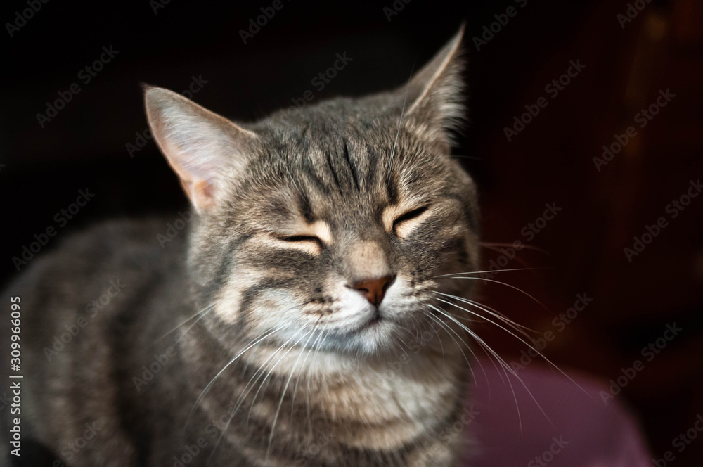 soft focus of grey stripped cat with closed eyes and whiskers in front of dark wall at home 