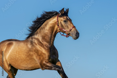 Portrait of light bay Andalusian horse.