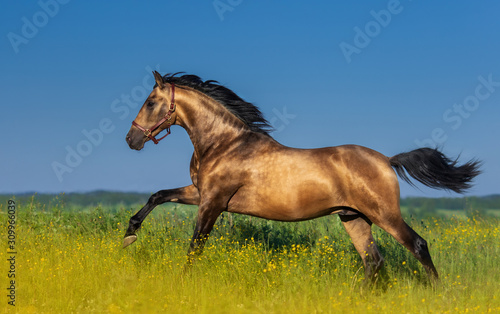 Obraz na plátně Golden bay Andalusian horse in blooming meadow.