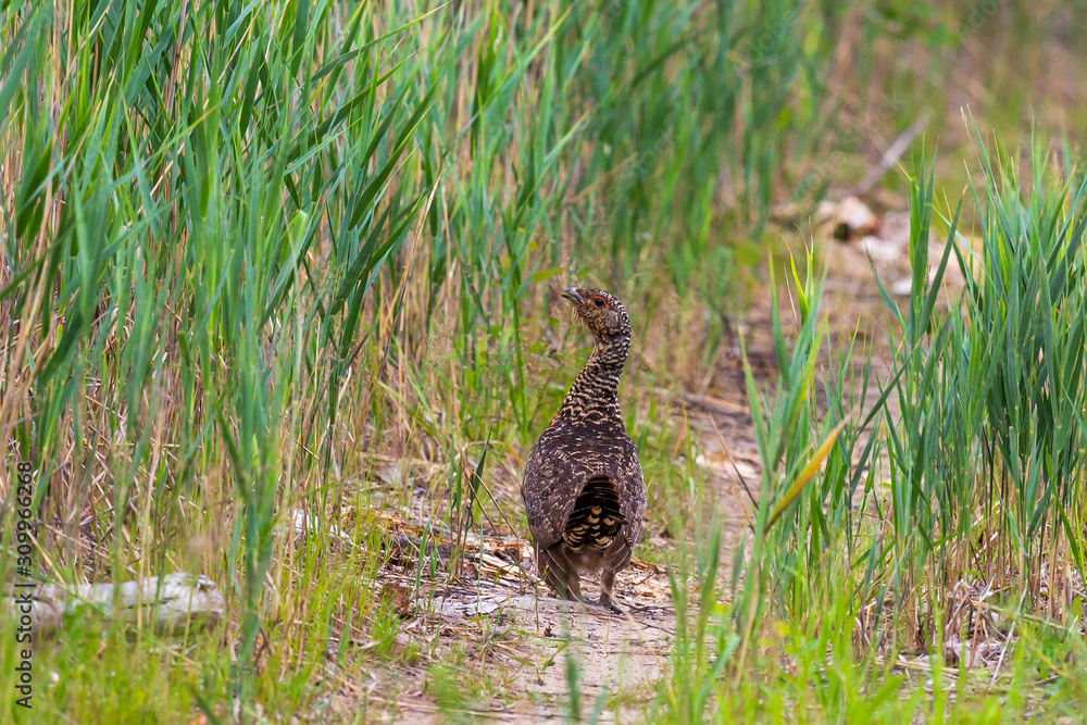 Female capercaillie walks along a path among green grass Female capercaillie walks along a path among green grass