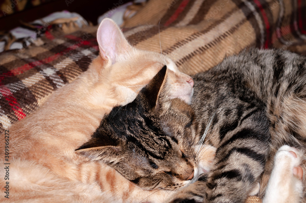 soft focus of cute striped red and brown cats with closed eyes sleeping and hugging on checkered blanket at home