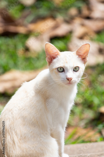 portrait of a cat