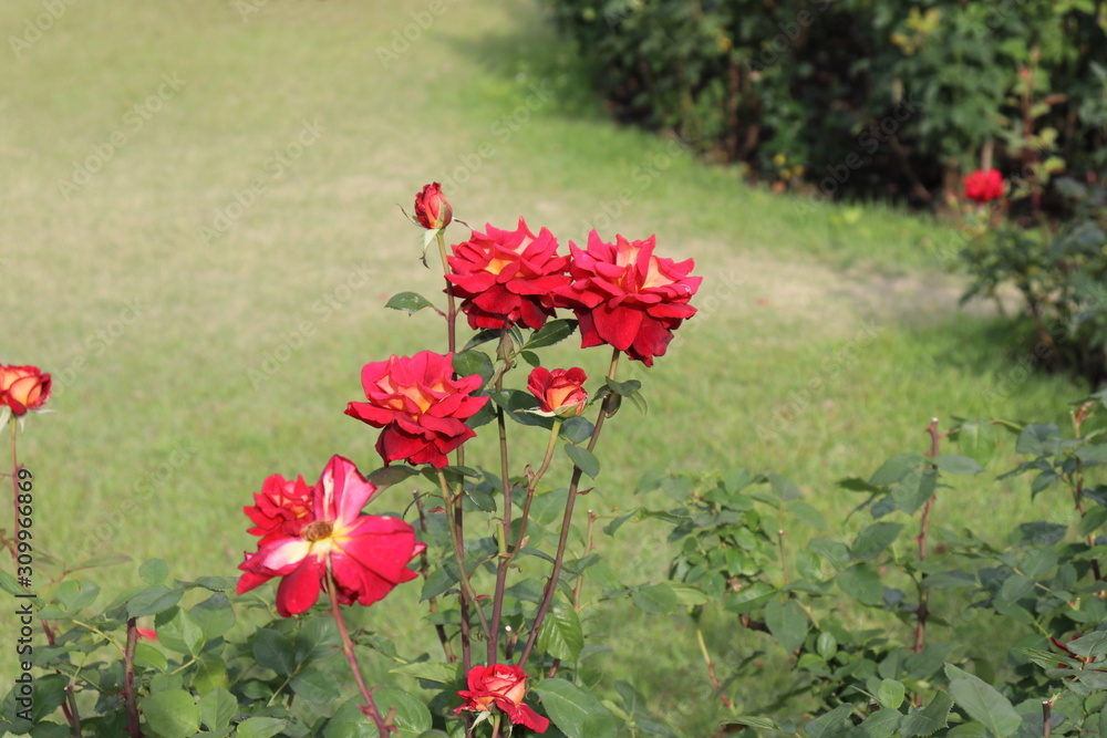 Obraz premium 薔薇 ばら クレオパトラ