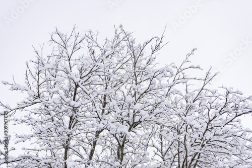 Wallpaper Mural The forest has covered with heavy snow and clear blue sky in winter season at Lapland, Finland. Torontodigital.ca