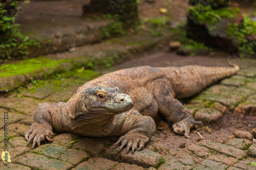 Fototapeta Naklejka Na Ścianę i Meble -  Komodo Dragon