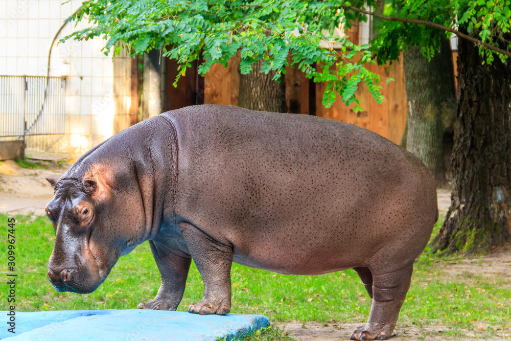 Common hippopotamus (Hippopotamus amphibius) or hippo