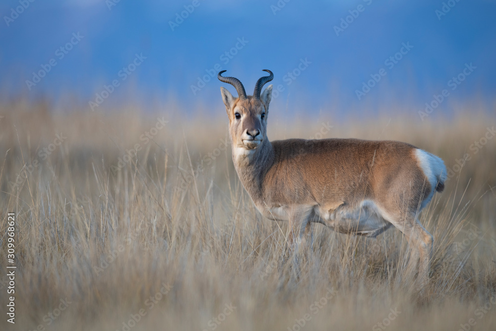 Przewalski’s gazelle in grass Przewalski’s gazelle in grass
